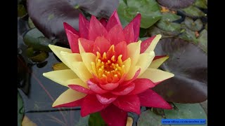 The many faces of Nymphaea Wanvisa