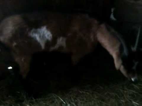 Dhia me hart te kosoves - YouTube