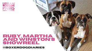 Celebrity Martha, Ruby and Winston - @boxerdogdiaries - Showreel Profile