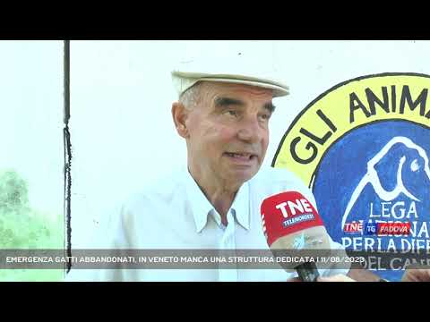 EMERGENZA GATTI ABBANDONATI, IN VENETO MANCA UNA STRUTTURA DEDICATA | 11/08/2023