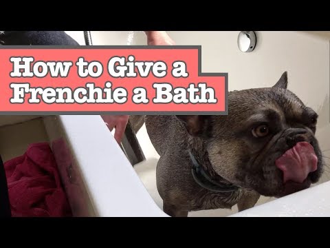 How to Give Your French Bulldog a Bath or Shower