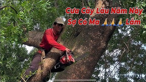 Cưa cây xà cừ tím khủng lồ lớn nhất Kiên Giang