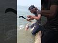 Big Catch! Unbelievable River Monster Catching.#short#bassfishing #fish #fishing #bigfish #sportfish