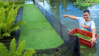 Amazing DIY Azolla Tank - This Azolla Plant saved me from these costly pellets!
