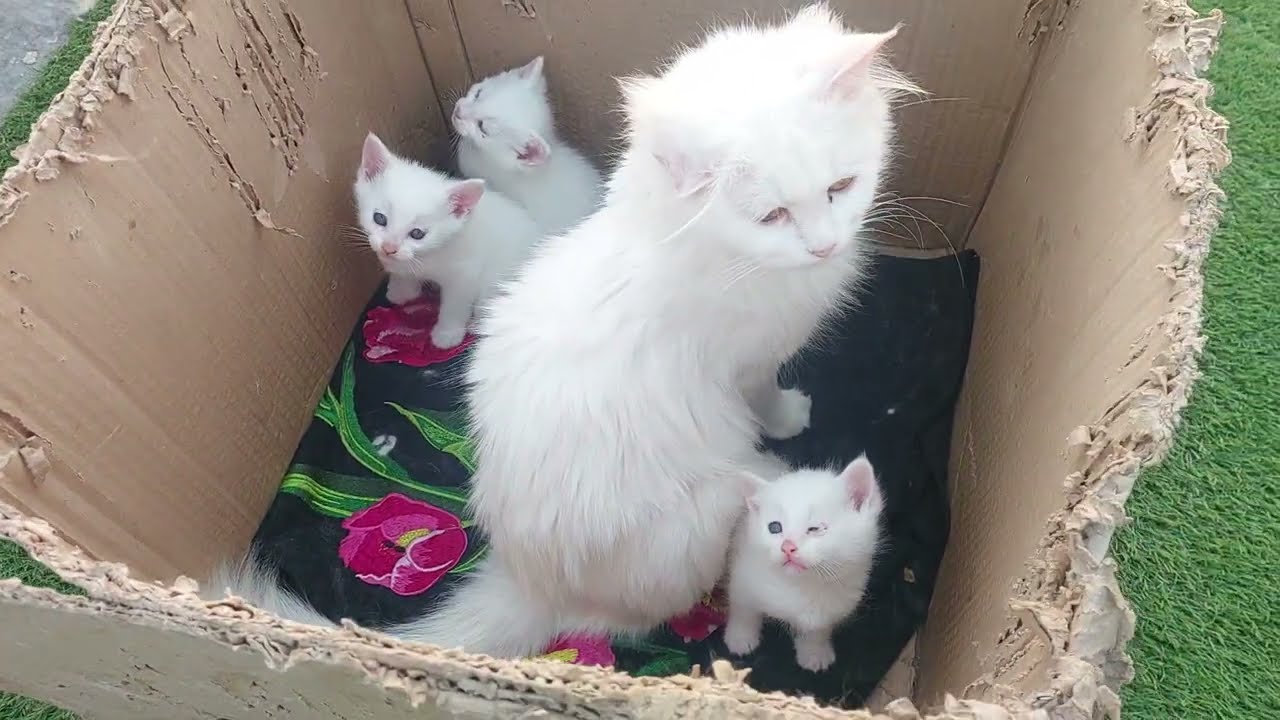 Mama Cat Protects Her Kittens While Sitting in a Box 🐱❤️
