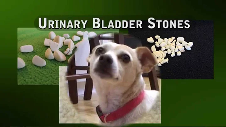 Helping Hands Cystotomy - Removal of Bladder Stones