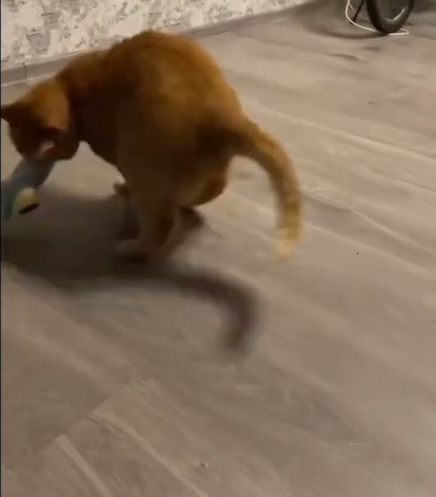 Helikopter Helikopter Meme