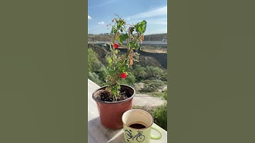 سورة الكهف يوم جمعة