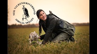 Hunting with goshawk's in the Netherlands 2023 ( Valkeniersverbond Adriaan Mollen ) 4K