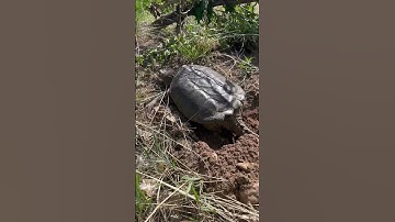 Super rare Colorado Snapping Turtle 🐢 #shorts #nature #animals #turtle #colorado #animalshorts