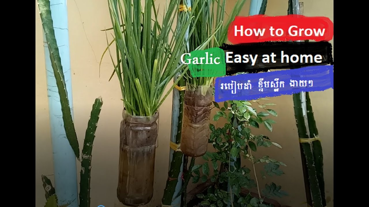 How to Grow Garlic With Plastic Bottle At Home