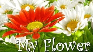 My Flower lLWP screenshot 4