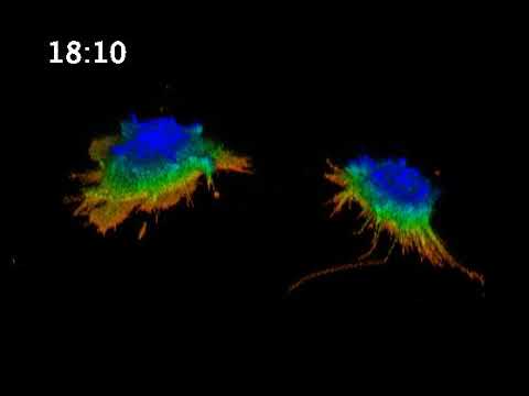 VIDEO SHOWS A PAIR OF HUMAN KIDNEY CELLS MOVE THROUGH FLUID