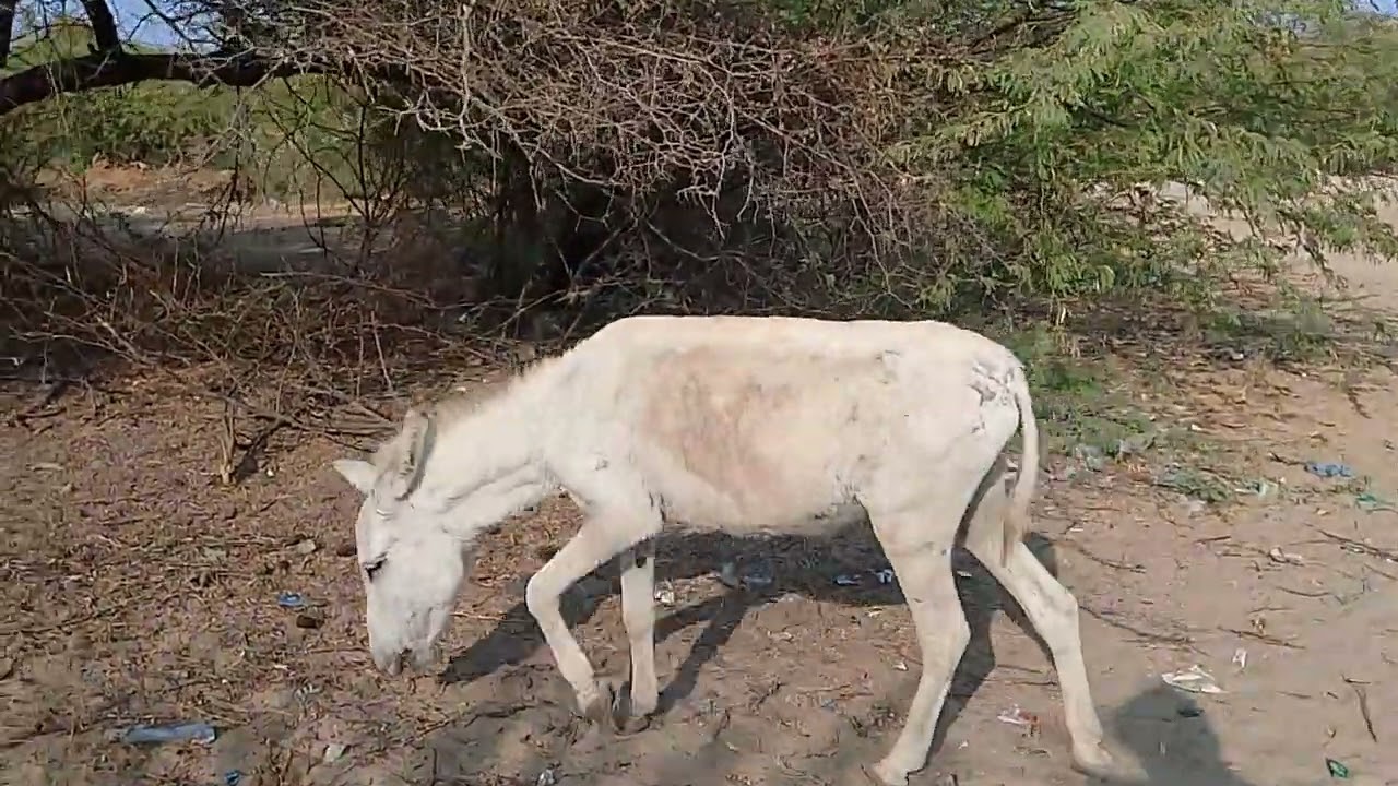 #donkeykongcountry #animals #donkeylovers #donkey 