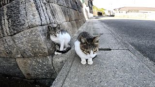 A kitten came out during the photo shoot, but quickly retreated [Cat Island] [Sayagi Island]