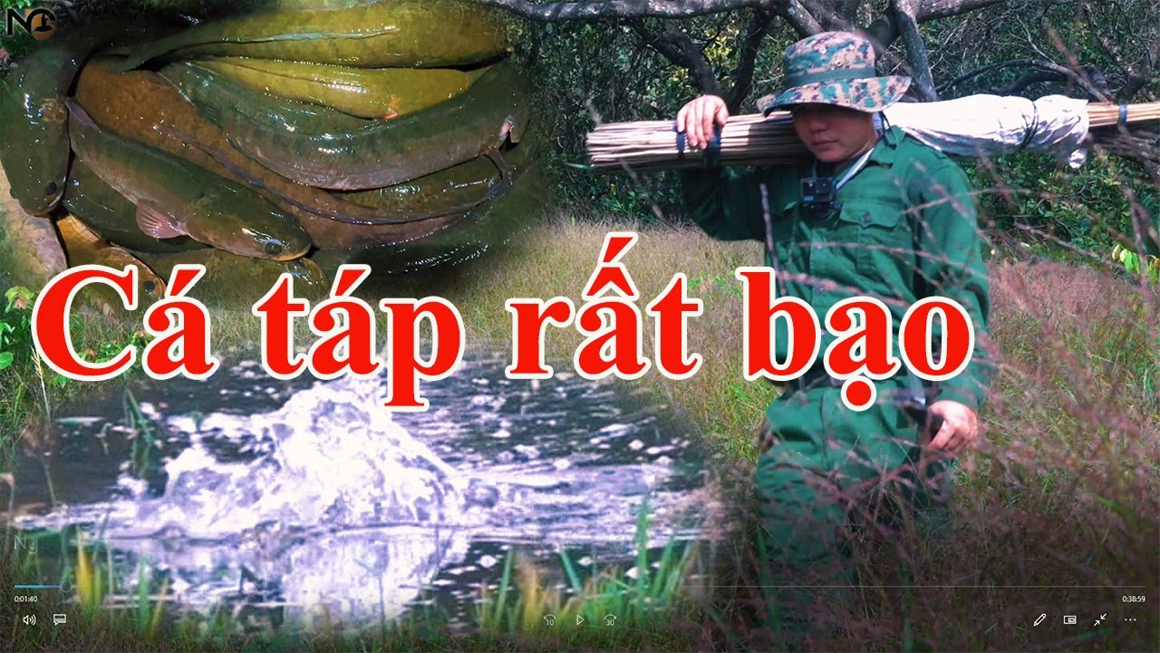 Ngày êm gió cá đớp liên tục