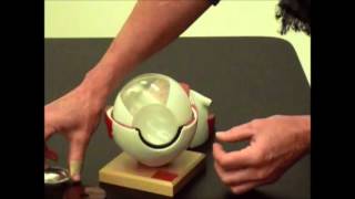 Nervous System - Eye Model