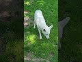 White GSD loves her tennis ball