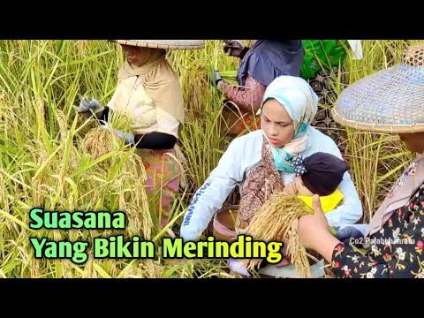 KACAPI SULING DEGUNG KLASIK CACANDRAN