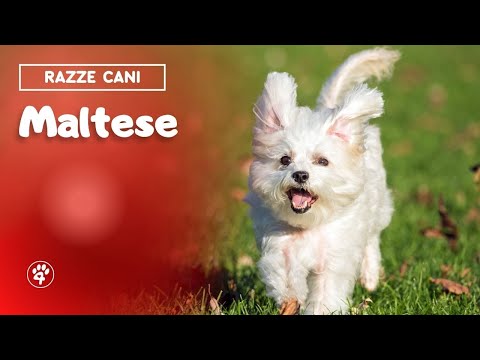Video: Razza Di Cane Maltese Ipoallergenico, Salute E Durata Della Vita