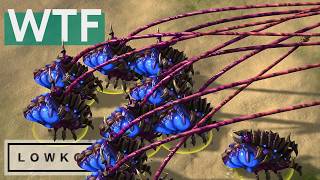 Reynor Vs Maru The Greatest Starcraft 2 Series From The 700K Esports World Cup