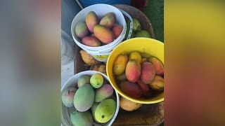Locals in Miami trading buckets of mangoes for sweet treats and fresh bread