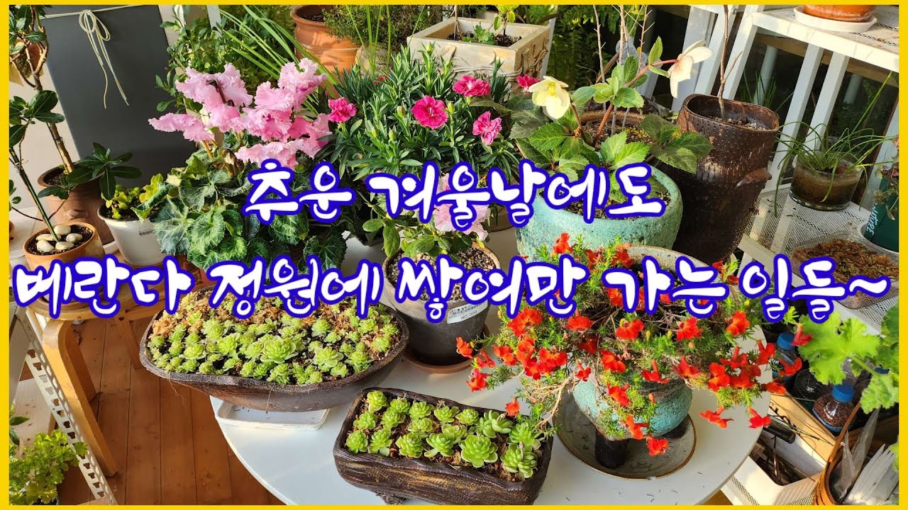 Даже в холодные зимние дни работа в саду на веранде не прекращается. #Пересадка папоротника Даэпу...