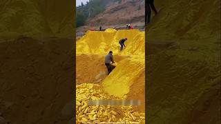 এটা লিবিয়ার সোনার কনি | red gold