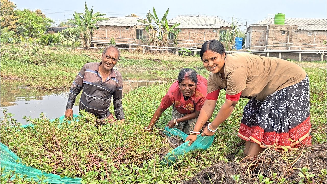 মাছ বিক্রি করে খাওয়া ভালোই হলো! বড়ো পুকুরে দাম তুলে মাছ ধরা হলো! Sundarban Diary 