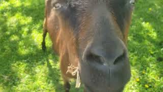 The Goat Life 1 - This Is a Must See For Everyone by Videos For Cats To Watch 1,178 views 3 weeks ago 6 minutes, 34 seconds