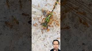 Capung Mati Dikerubungi Semut