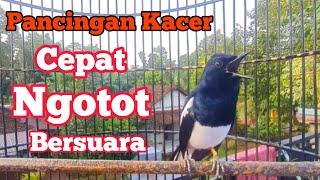 kacer macet diam langsung ikut bersuara ngotot gacor