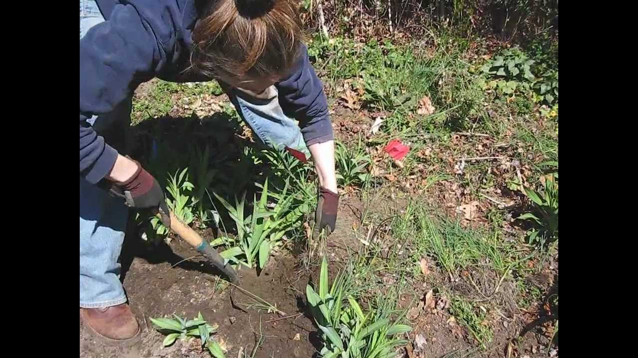 Diggin' out Wild onions - YouTube