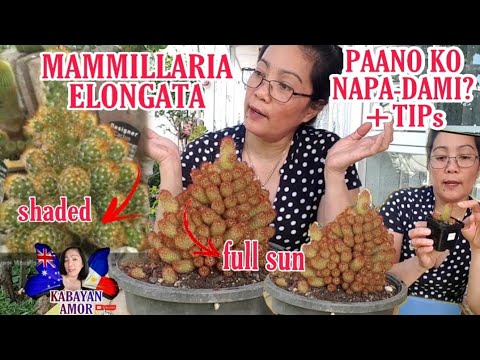 Video: Ano Ang Thimble Cactus - Alamin Kung Paano Magtanim ng Thimble Cactus Plant