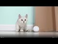 Игрушка для кошек Мячик с лазером Доганяйка