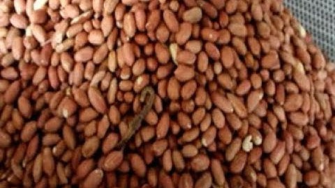 Video of Nut Roasting Machine From cara@machinehall.com