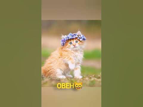 какой ты котик по знаку зодиака - YouTube