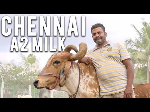 Cattle Farms of Chennai | Kowin Cow Farm | A2 Milk in Chennai | Provoke