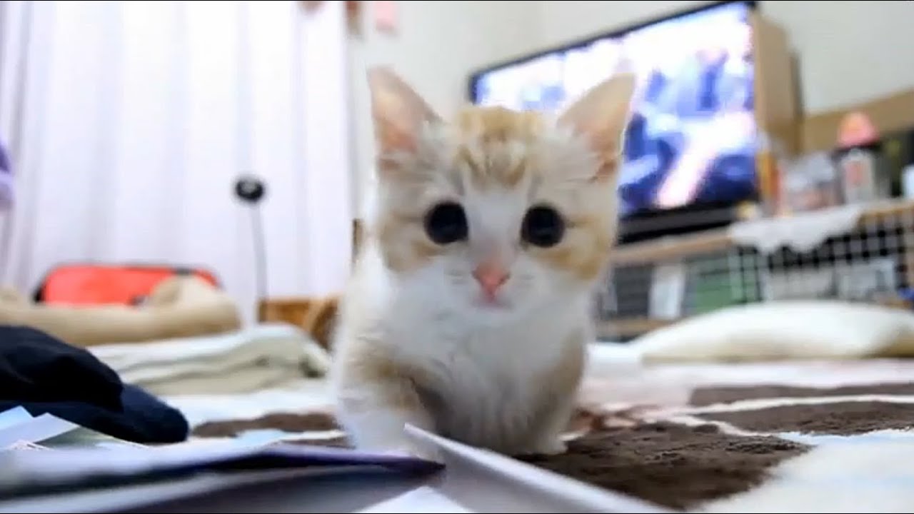 箱龟 やっぱりネコと箱でしょう　マンチカン/munchkin-子猫/kitten