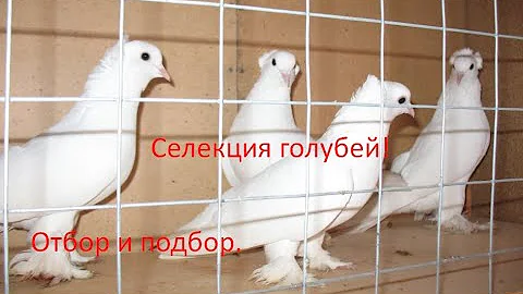 Правильный подбор пар при селекции-играет решающую роль при улучшении породы голубей.