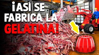 Cómo Se Fabrica La Gelatina? [Proceso En Fábrica]