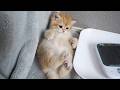 Cute little kitten that rolls over because it's ticklish when you rub its belly…