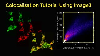 Colocalisation tutorial using ImageJ