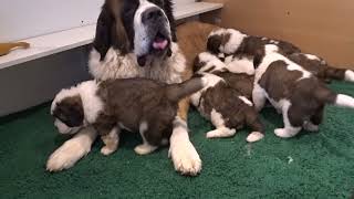 les bébés de Shanell x Ralf à 4 semaines avec la maman, élevage Saint Bernard du Mas de Jalnot