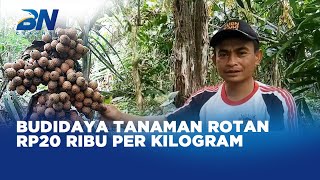 Nilai Ekonomis Tinggi, Budidaya Tanaman Rotan Dilirik Masyarakat