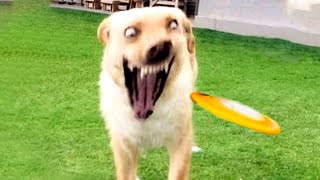 Funny Cat And Dog Videos 😅 - Cutest Animals 😇