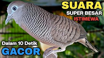 Perkutut Lokal GACOR Suara Kung Besar Pancingan Burung Perkutut Agar Bunyi.