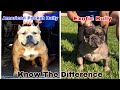 "AMERICAN POCKET BULLY vs EXOTIC BULLY" Know the difference