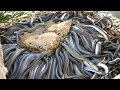 Eel feeding in Taiwan - Eel catch and grilled eel 鰻魚捕撈, 碳烤鰻魚