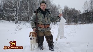 Охота на зайца. Первый заяц! Выпуск 17. Сезон 2017-2018г. Охота на зайца. Первый заяц! Выпуск 17. Сезон 2017-2018г.